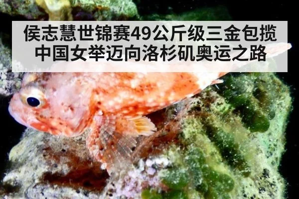 侯志慧世锦赛49公斤级三金包揽 中国女举迈向洛杉矶奥运之路
